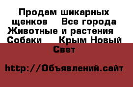 Продам шикарных щенков  - Все города Животные и растения » Собаки   . Крым,Новый Свет